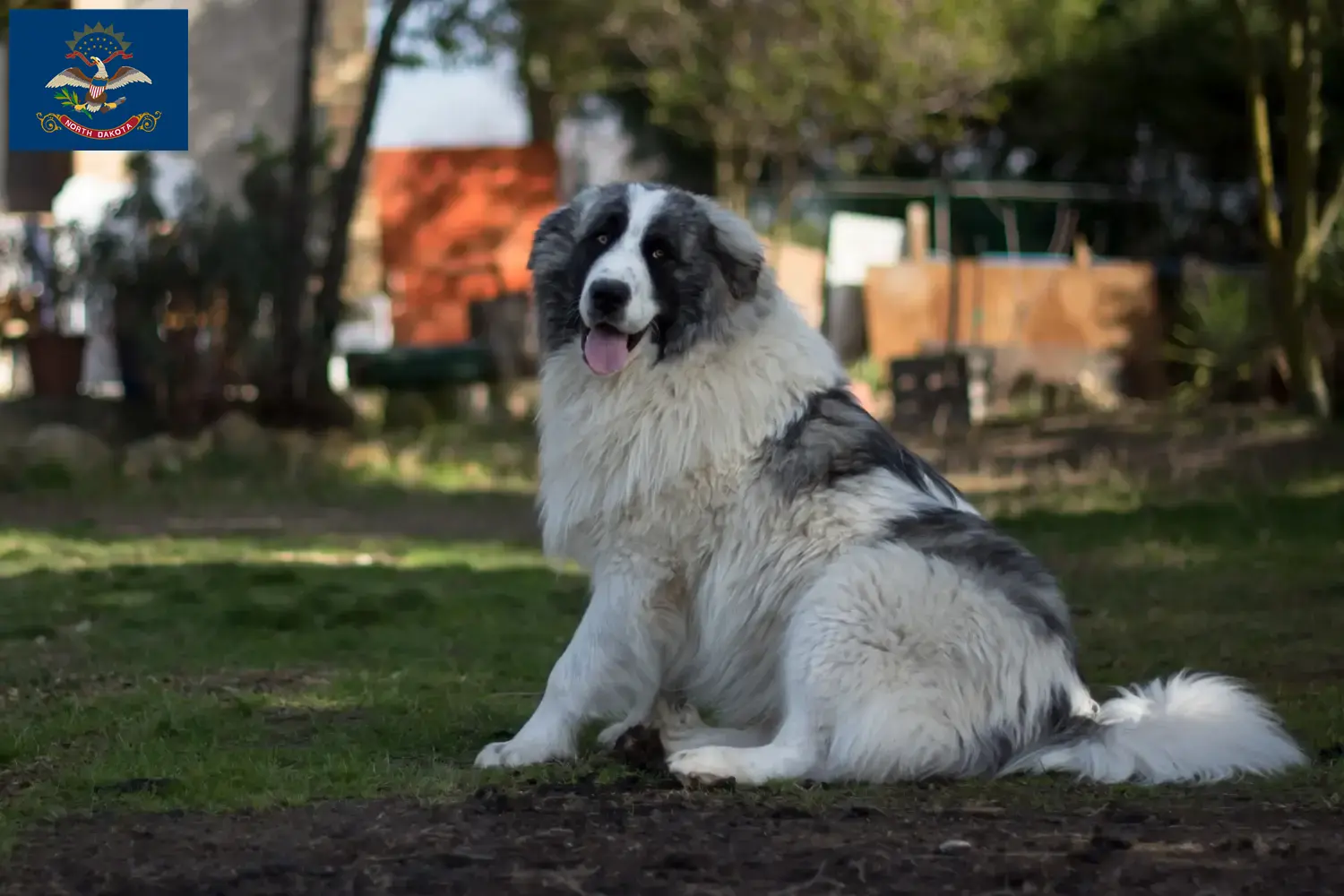 Read more about the article Mastín del Pirineo breeders and puppies in North Dakota