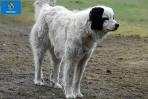 Read more about the article Mastín del Pirineo breeders and puppies in Oklahoma