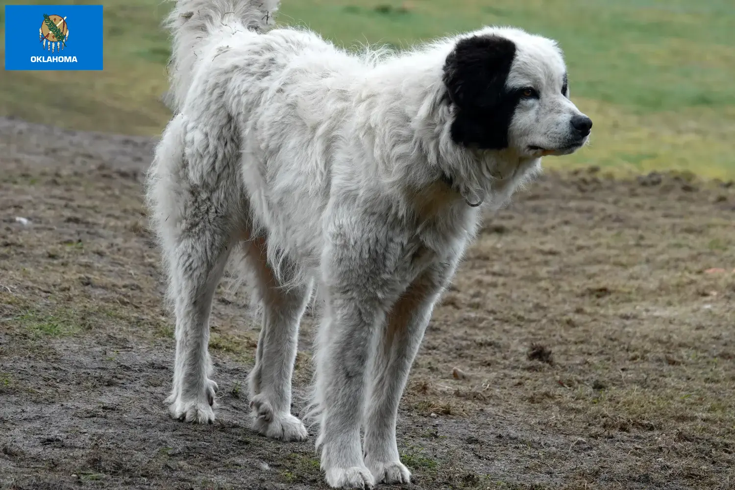 Mastín del Pirineo puppies and breeders Oklahoma Here you can find Mastín del Pirineos breeders in Oklahoma.