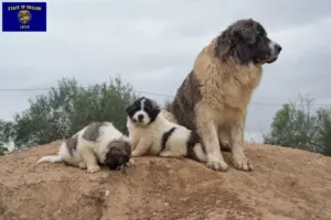 Read more about the article Mastín del Pirineo breeders and puppies in Oregon