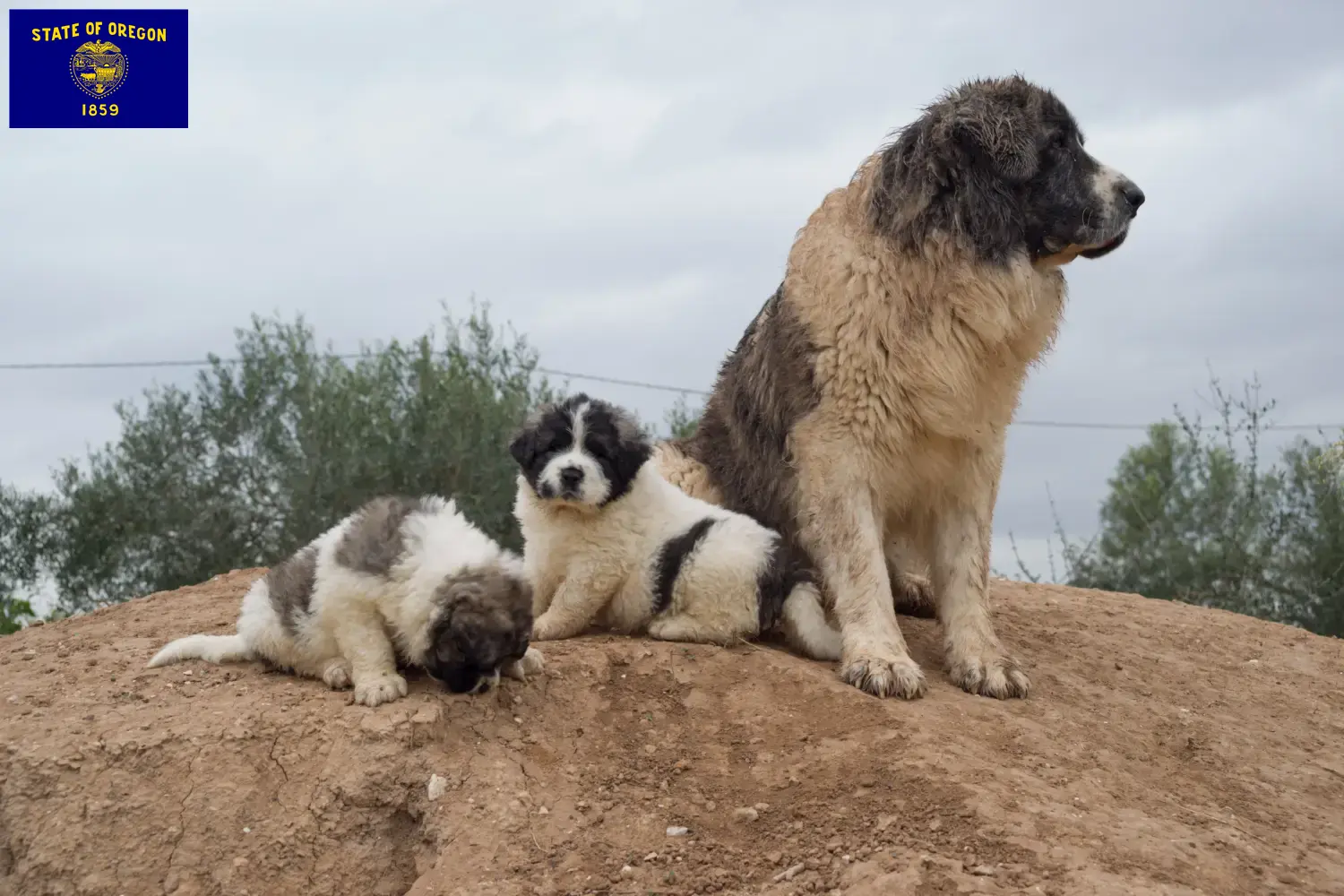 Mastín del Pirineo puppies and breeders Oregon Here you can find Mastín del Pirineos breeders in Oregon.