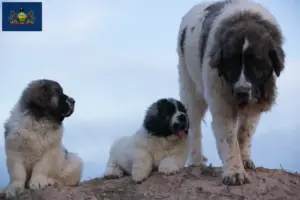 Read more about the article Mastín del Pirineo breeders and puppies in Pennsylvania