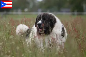 Read more about the article Mastín del Pirineo breeders and puppies in Puerto Rico