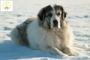 Read more about the article Mastín del Pirineo breeders and puppies in Rhode Island