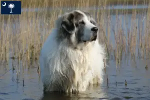 Read more about the article Mastín del Pirineo breeders and puppies in South Carolina