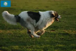 Read more about the article Mastín del Pirineo breeders and puppies in South Dakota