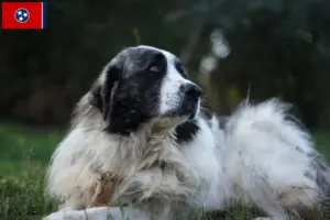 Read more about the article Mastín del Pirineo breeders and puppies in Tennessee