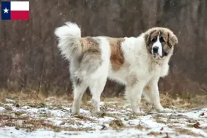 Read more about the article Mastín del Pirineo breeders and puppies in Texas