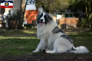 Read more about the article Mastín del Pirineo breeders and puppies in Utah