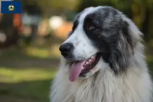 Read more about the article Mastín del Pirineo breeders and puppies in Vermont