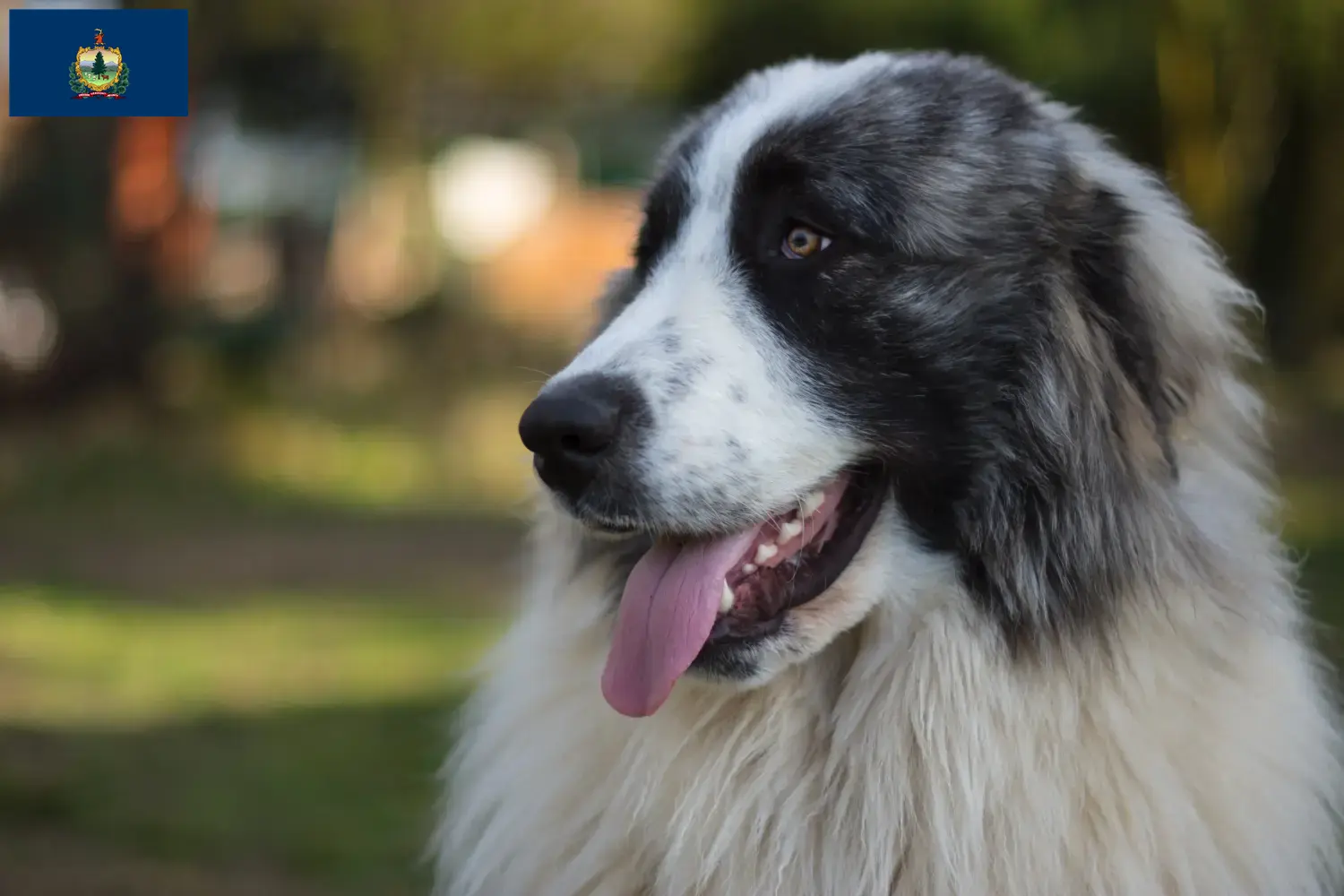 Mastín del Pirineo puppies and breeders Vermont Here you can find Mastín del Pirineos breeders in Vermont.