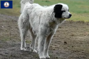 Read more about the article Mastín del Pirineo breeders and puppies in Virginia