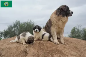 Read more about the article Mastín del Pirineo breeders and puppies in Washington