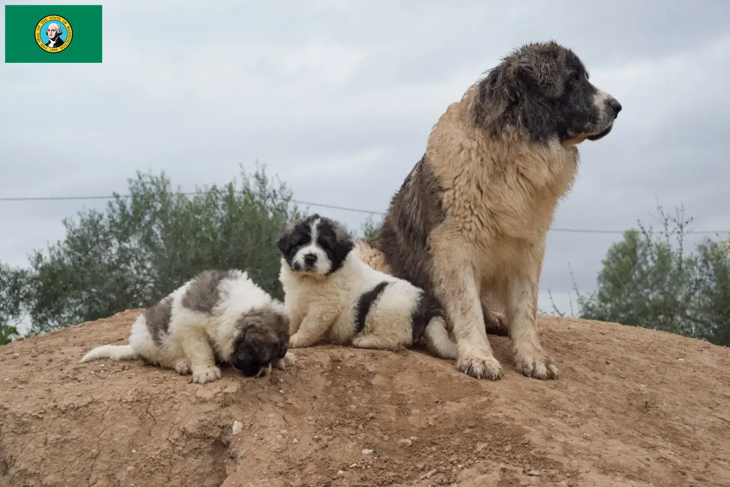 Mastín del Pirineo puppies and breeders Washington Here you can find Mastín del Pirineos breeders in Washington.