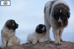 Read more about the article Mastín del Pirineo breeders and puppies in West Virginia