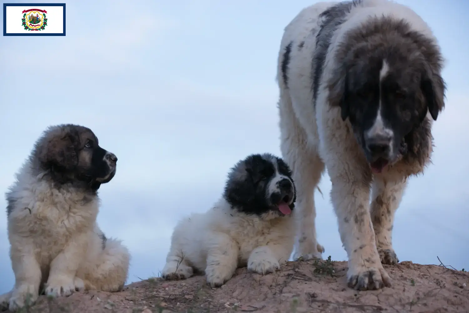Mastín del Pirineo puppies and breeders West Virginia Here you can find Mastín del Pirineos breeders in West Virginia.