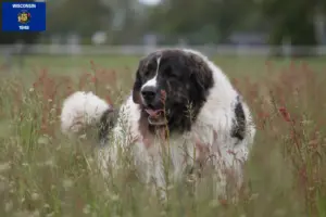 Read more about the article Mastín del Pirineo breeders and puppies in Wisconsin