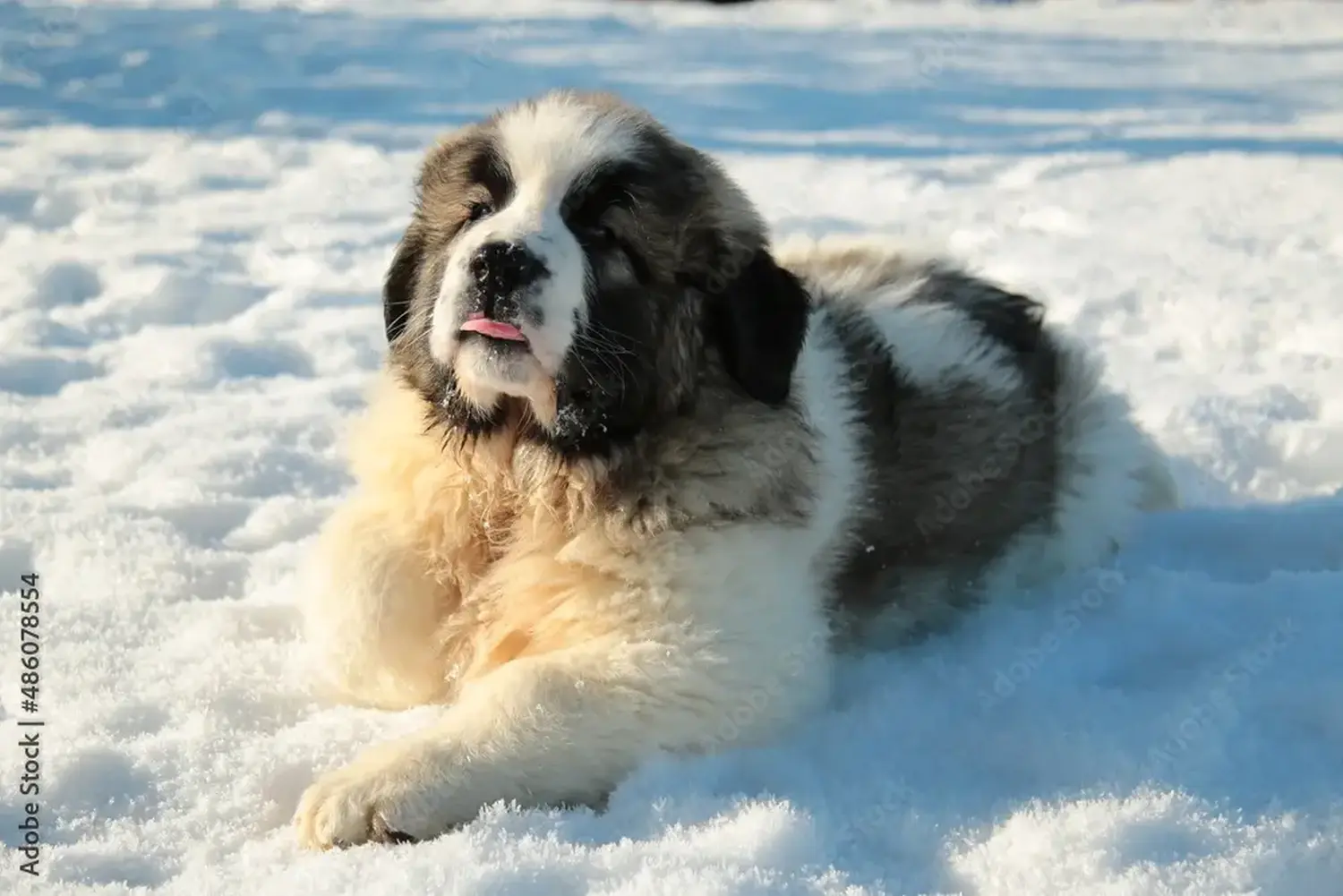 Buying a Mastín del Pirineo puppy means taking responsibility! Buy Mastín del Pirineo puppies.