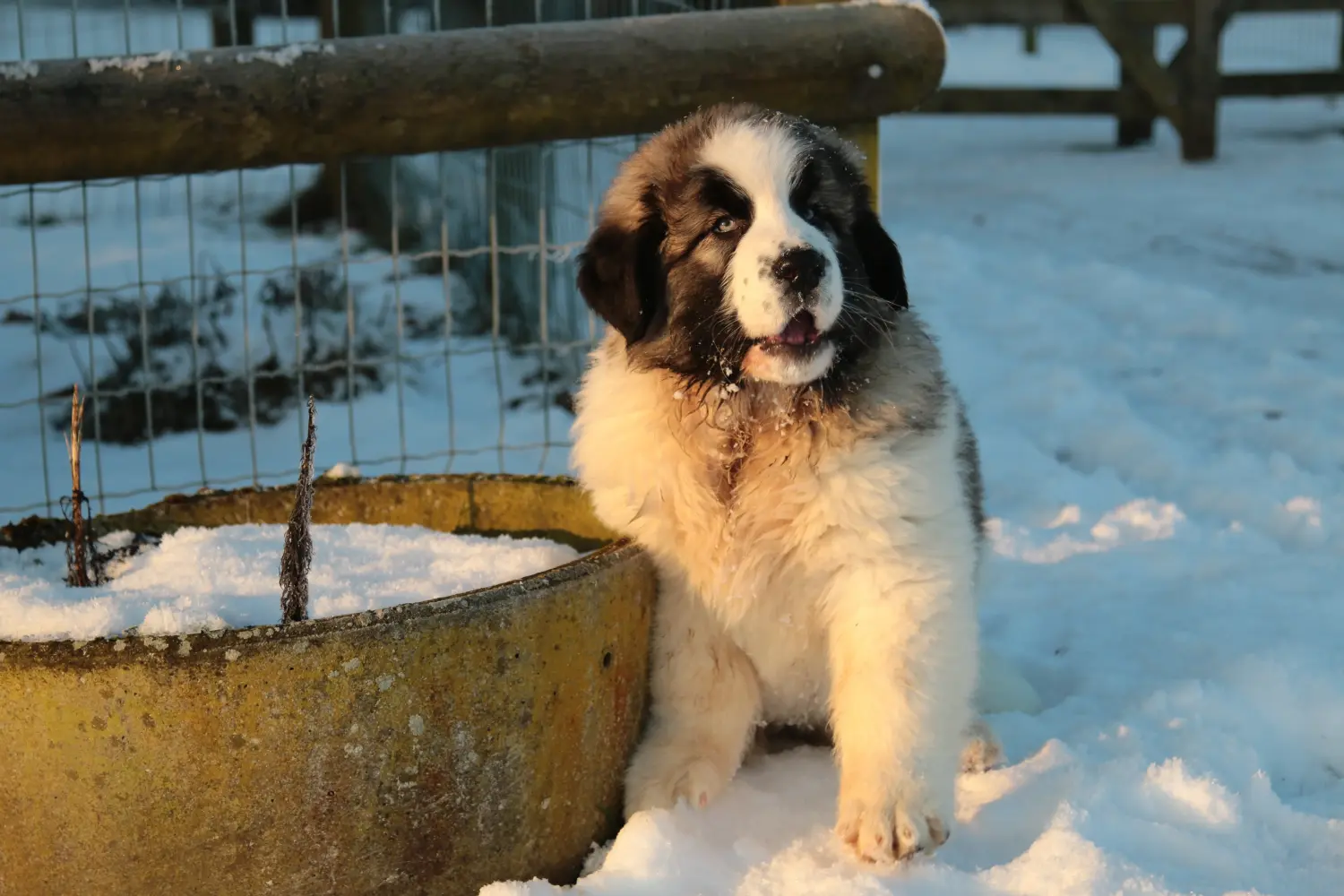 Buying a Mastín del Pirineo puppy means taking responsibility! Buy Mastín del Pirineo puppies.