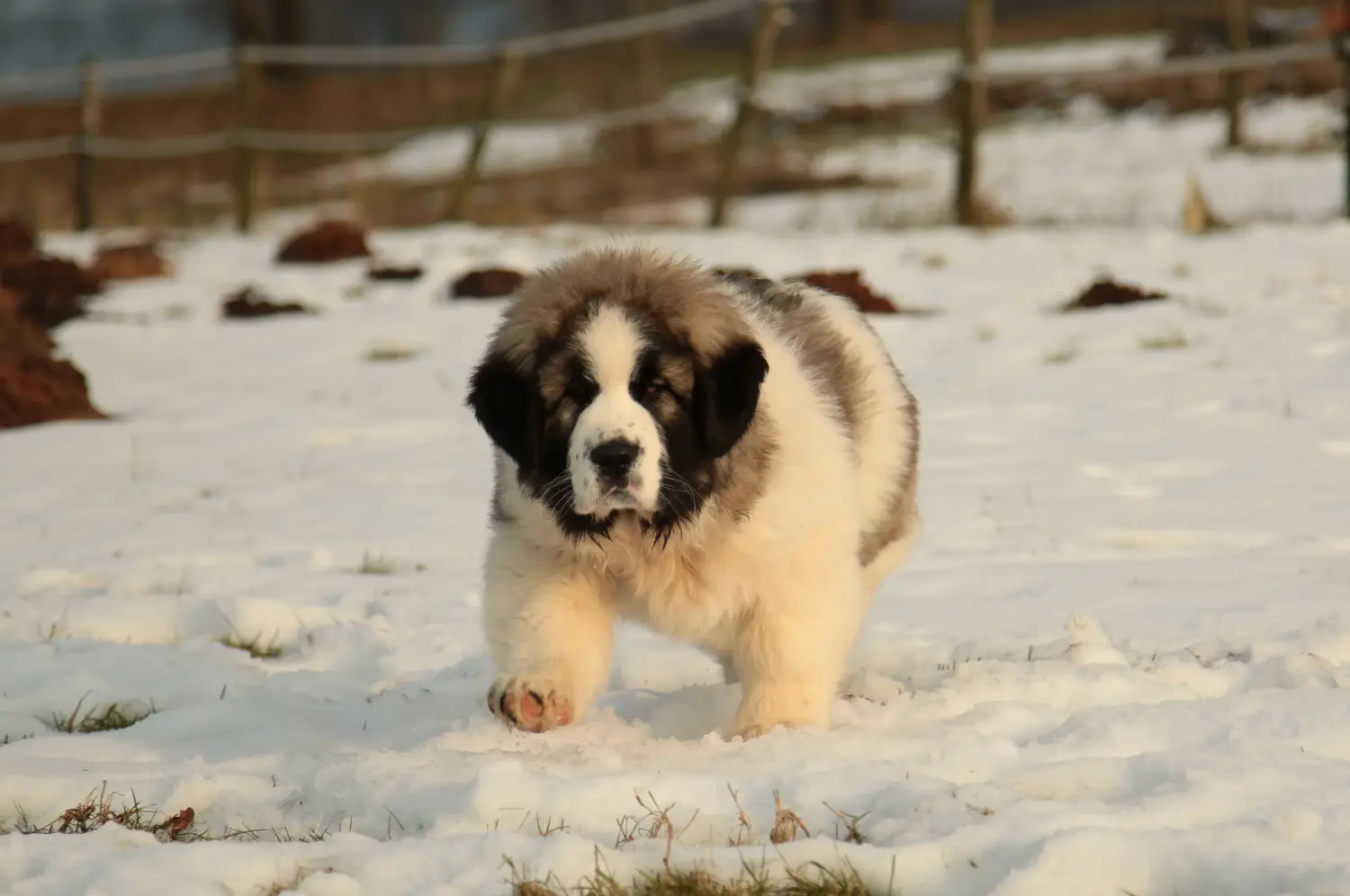 Buying a Mastín del Pirineo puppy means taking responsibility! Buy Mastín del Pirineo puppies.