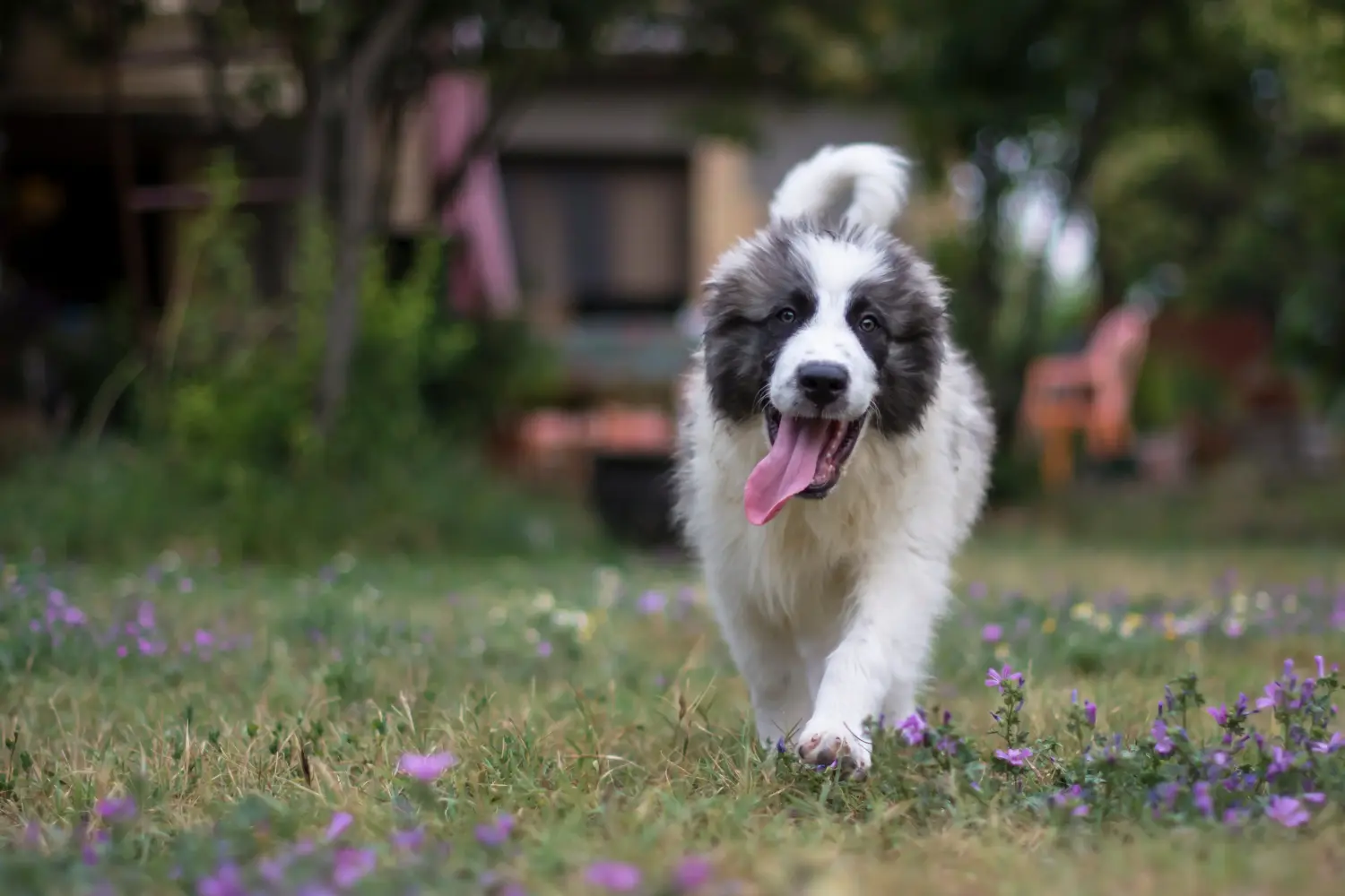 Buying a Mastín del Pirineo puppy means taking responsibility! Buy Mastín del Pirineo puppies.
