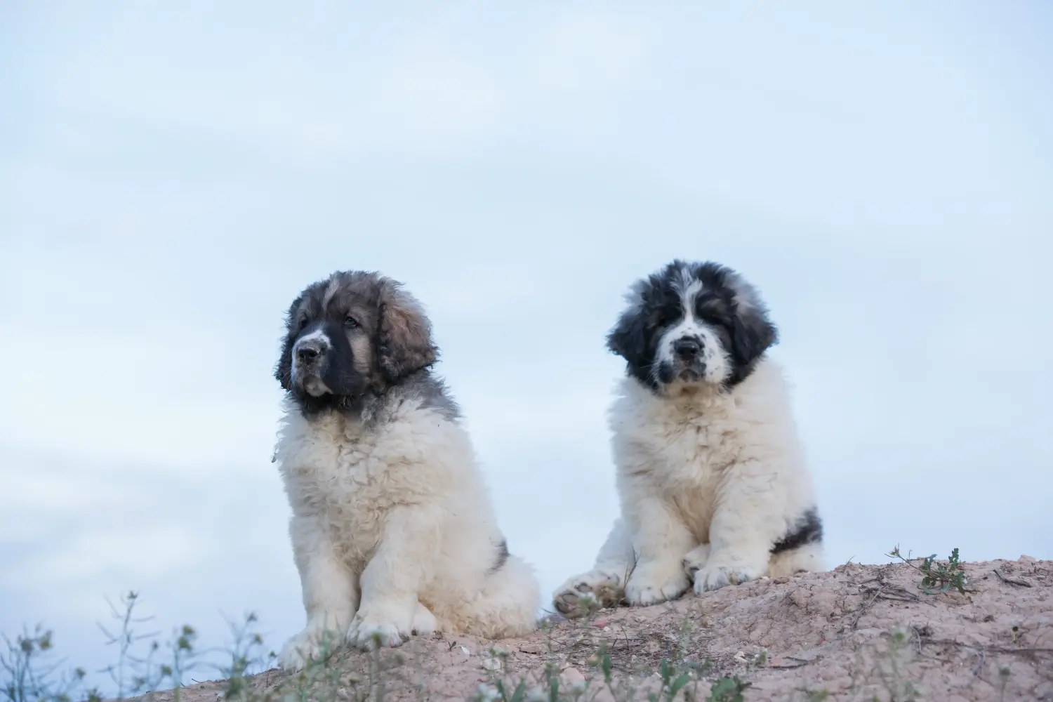 Buying a Mastín del Pirineo puppy means taking responsibility! Buy Mastín del Pirineo puppies.