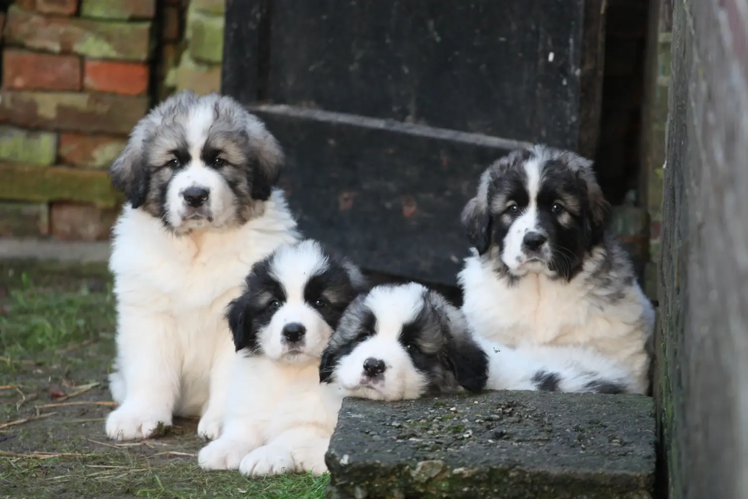 Buying a Mastín del Pirineo puppy means taking responsibility! Buy Mastín del Pirineo puppies.