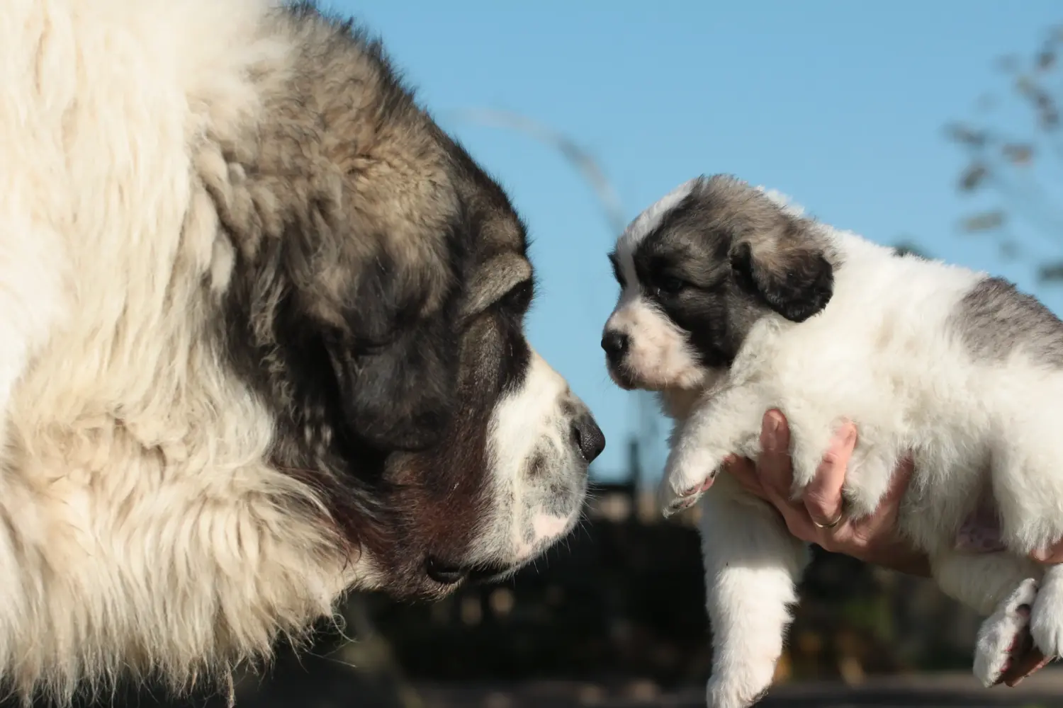 Buying a Mastín del Pirineo puppy means taking responsibility! Buy Mastín del Pirineo puppies.
