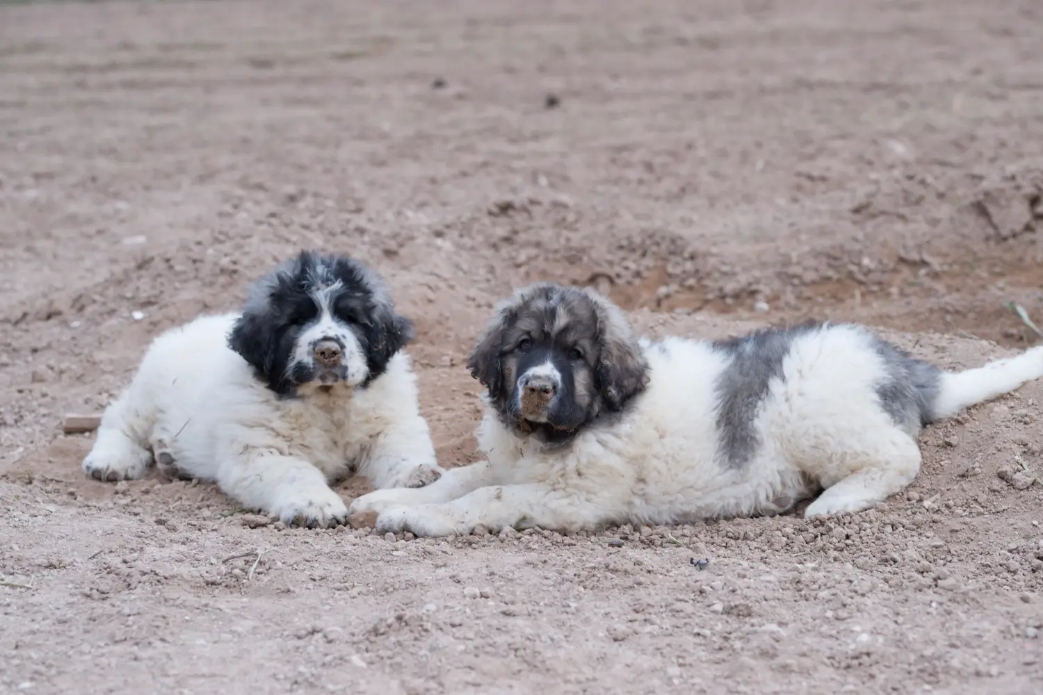 Buying a Mastín del Pirineo puppy means taking responsibility! Buy Mastín del Pirineo puppies.