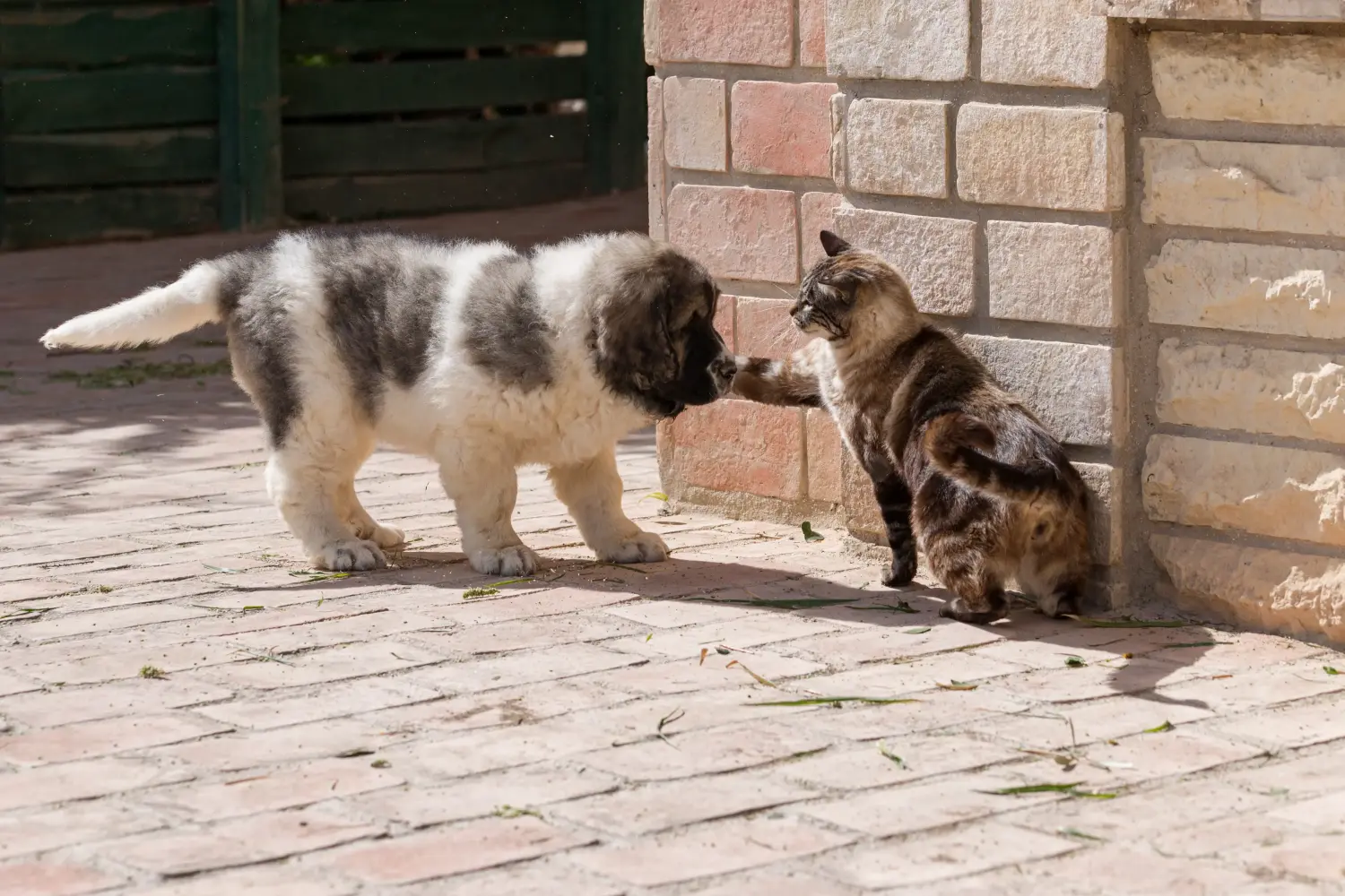 Buying a Mastín del Pirineo puppy means taking responsibility! Buy Mastín del Pirineo puppies.