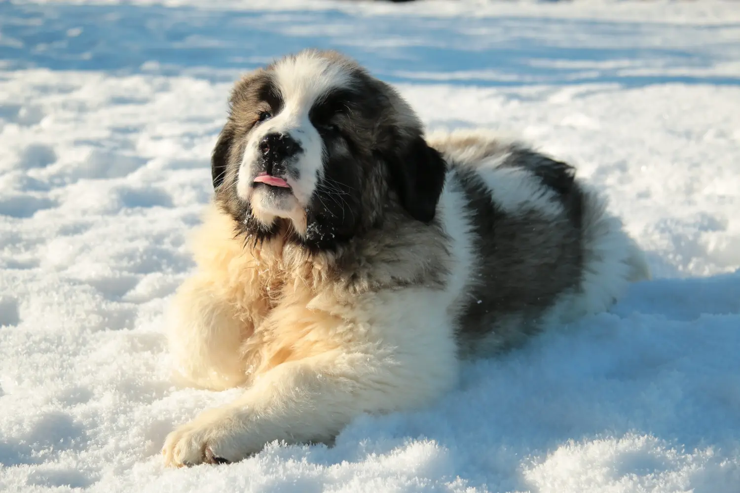 Buying a Mastín del Pirineo puppy means taking responsibility! Buy Mastín del Pirineo puppies.