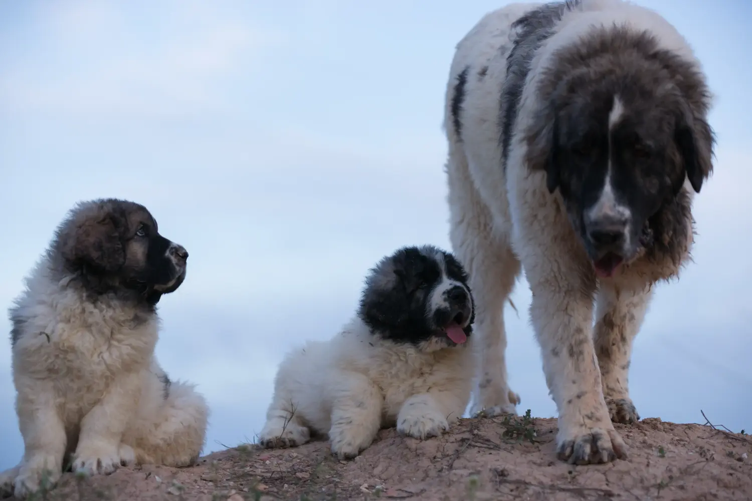 Buying a Mastín del Pirineo puppy means taking responsibility! Buy Mastín del Pirineo puppies.
