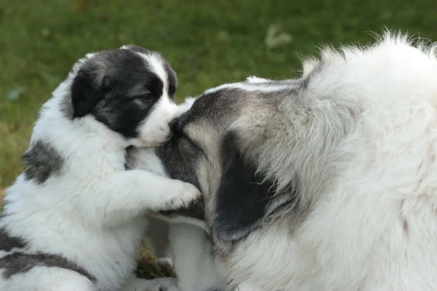 Buying a Mastín del Pirineo puppy means taking responsibility! Buy Mastín del Pirineo puppies.