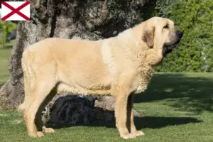Read more about the article Mastín Español breeders and puppies in Alabama