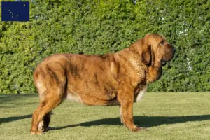 Read more about the article Mastín Español breeders and puppies in Alaska