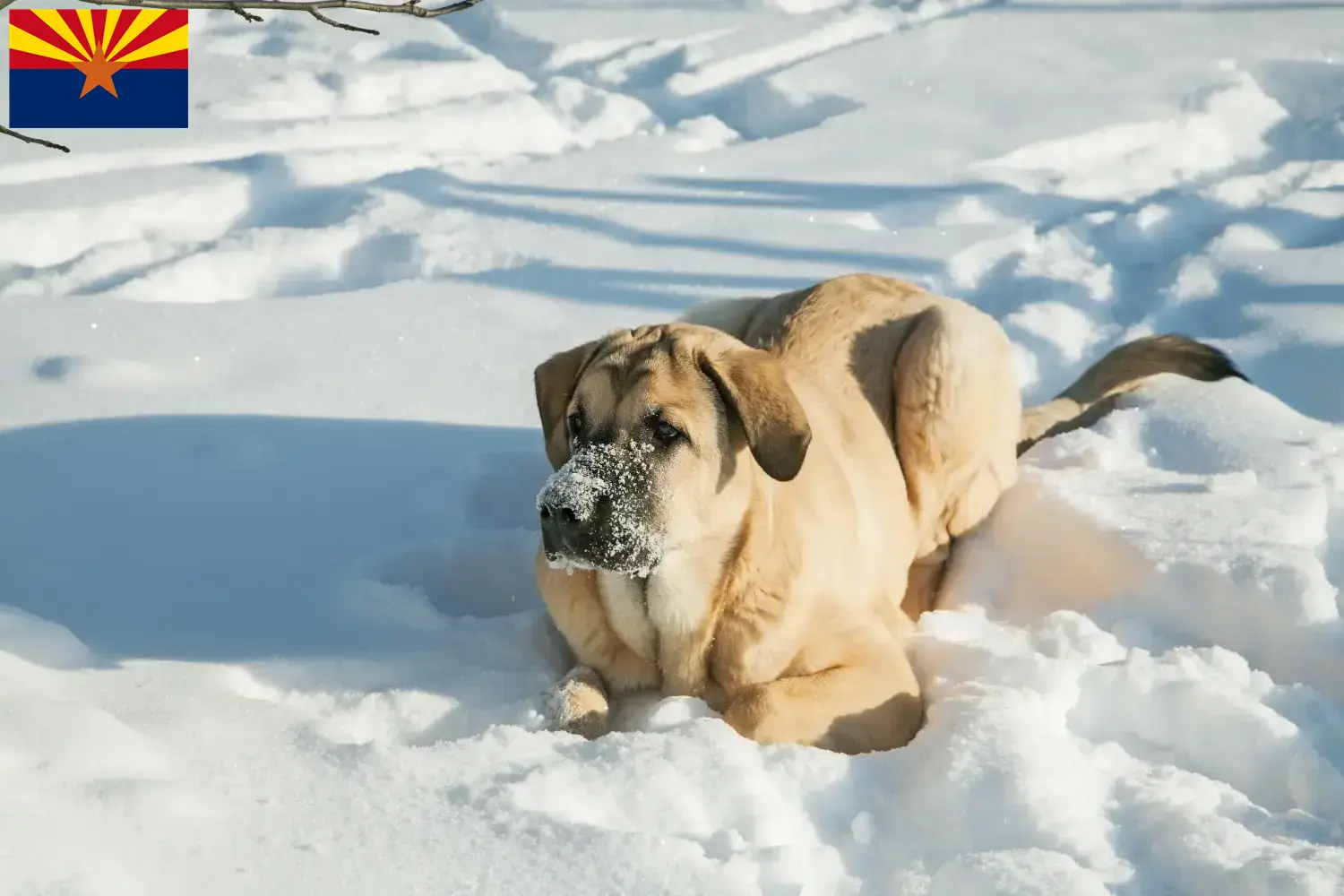 Mastín Español puppies and breeders Arizona Here you can find Mastín Españols breeders in Arizona.