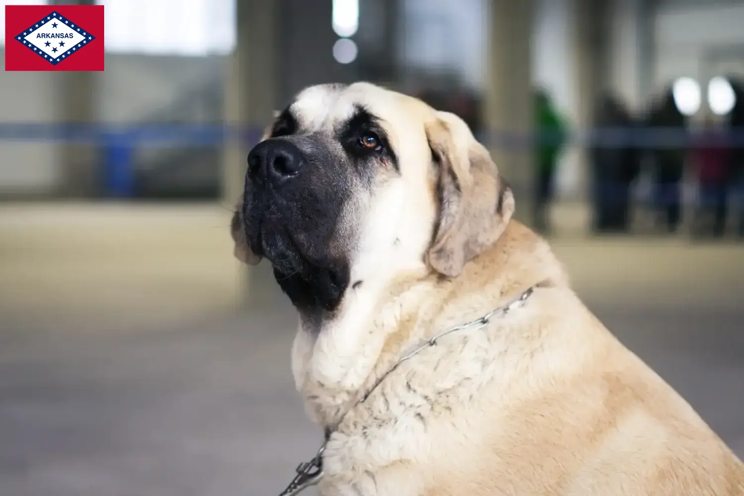 Read more about the article Mastín Español breeders and puppies in Arkansas