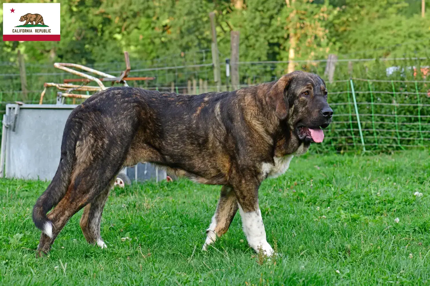 Read more about the article Mastín Español breeders and puppies in California