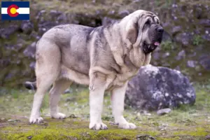 Read more about the article Mastín Español breeders and puppies in Colorado