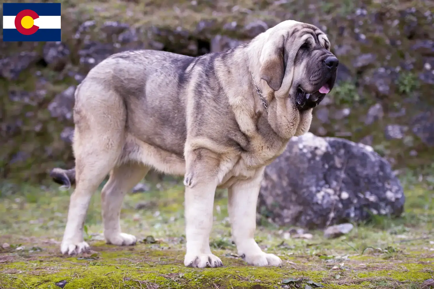 Mastín Español puppies and breeders Colorado Here you can find Mastín Españols breeders in Colorado.