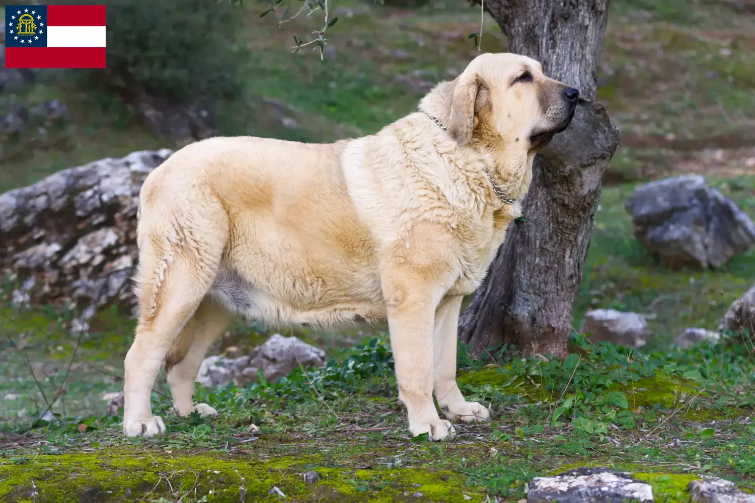 Read more about the article Mastín Español breeders and puppies in Georgia