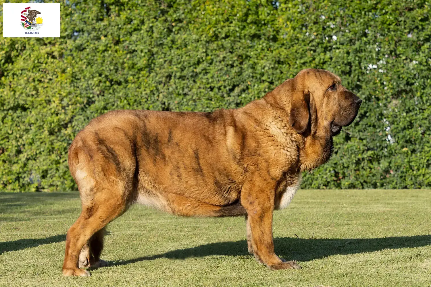 Read more about the article Mastín Español breeders and puppies in Illinois