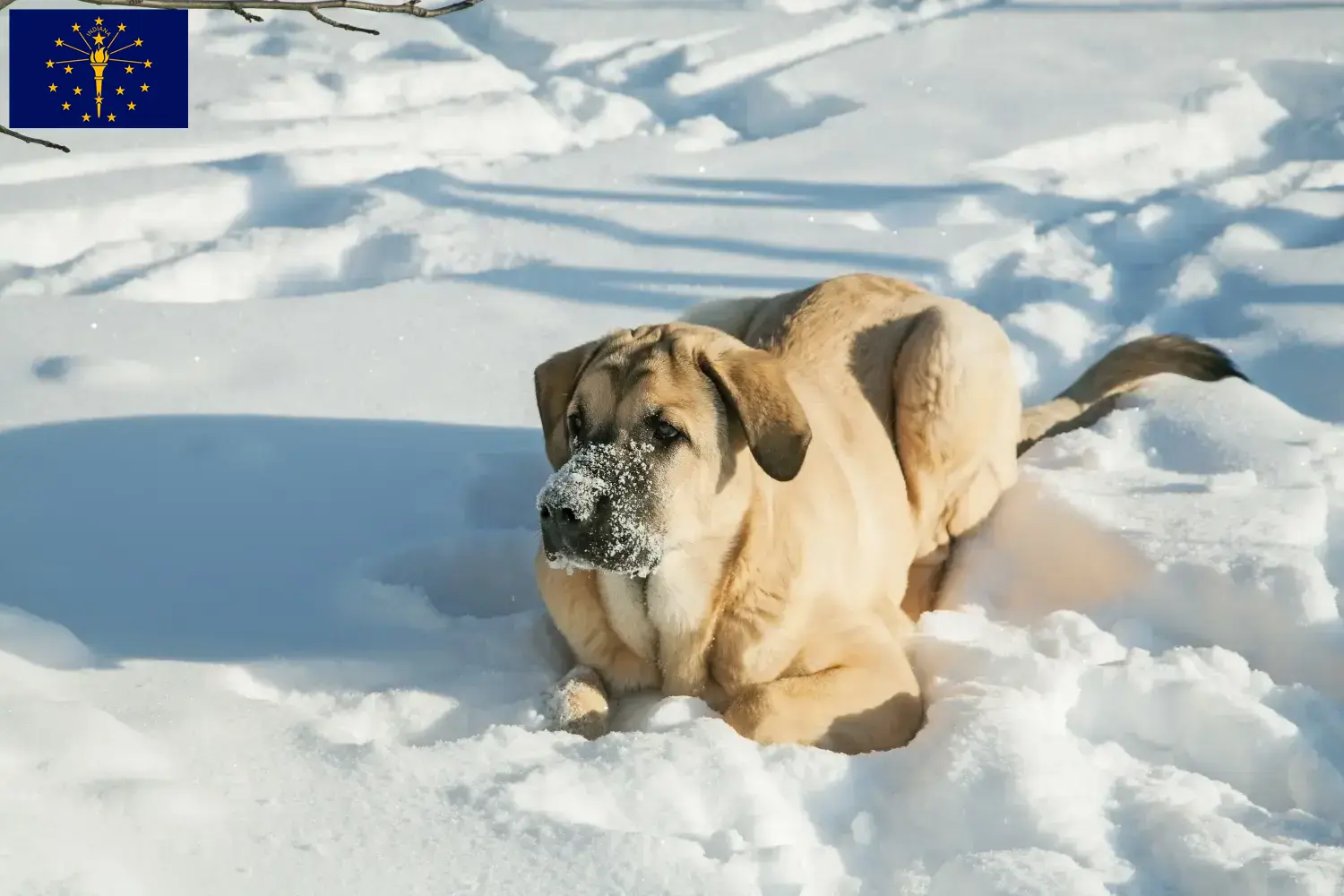 Read more about the article Mastín Español breeders and puppies in Indiana