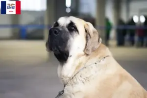 Read more about the article Mastín Español breeders and puppies in Iowa