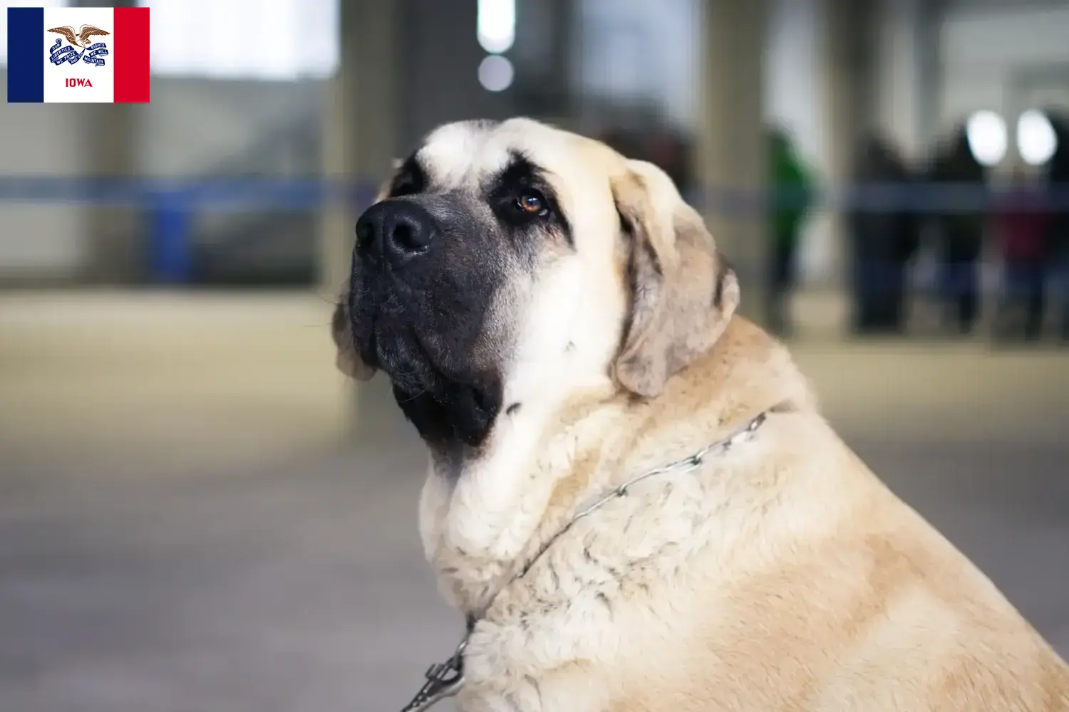 Read more about the article Mastín Español breeders and puppies in Iowa