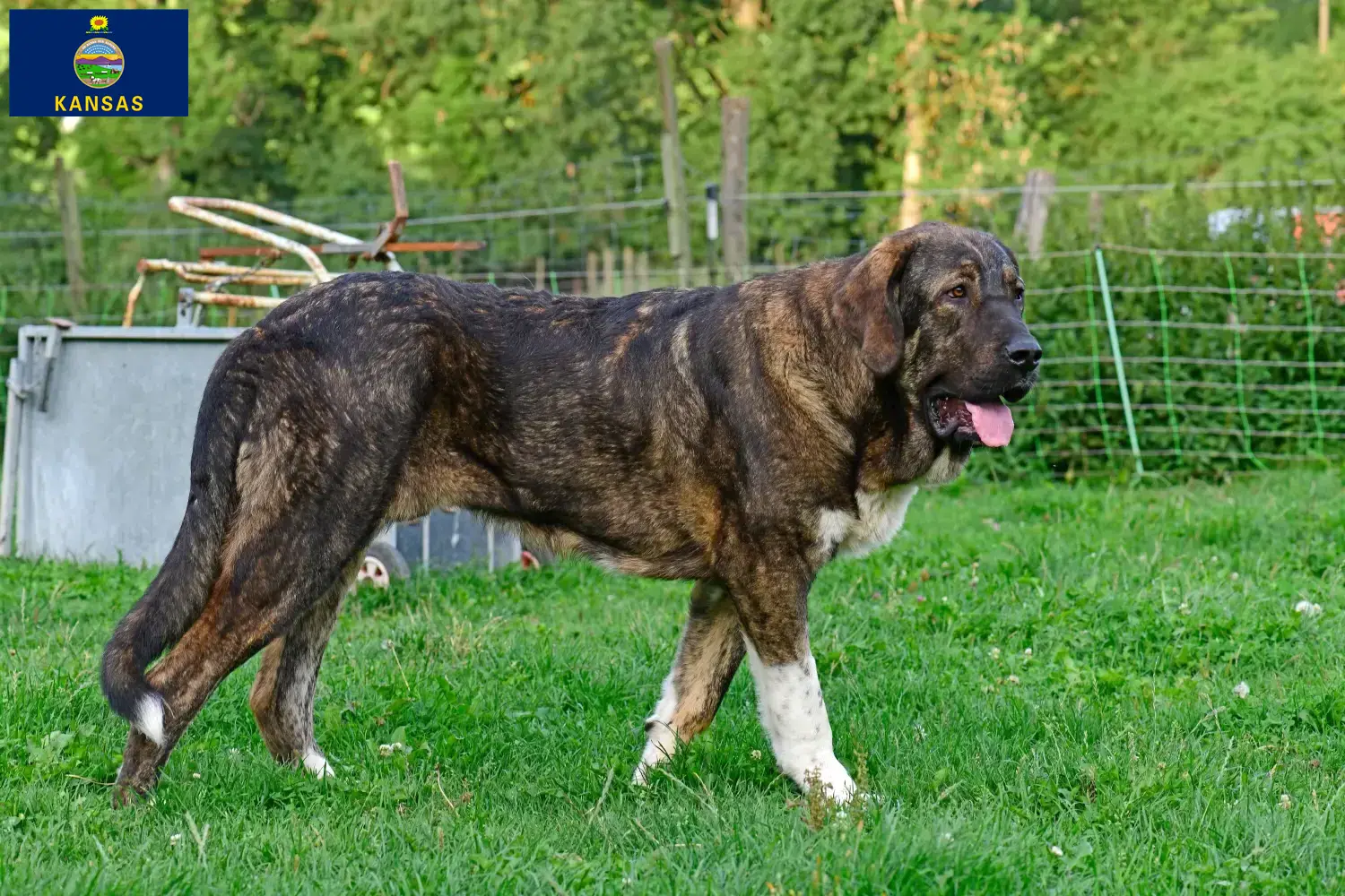 Read more about the article Mastín Español breeders and puppies in Kansas