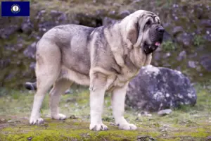 Read more about the article Mastín Español breeders and puppies in Kentucky