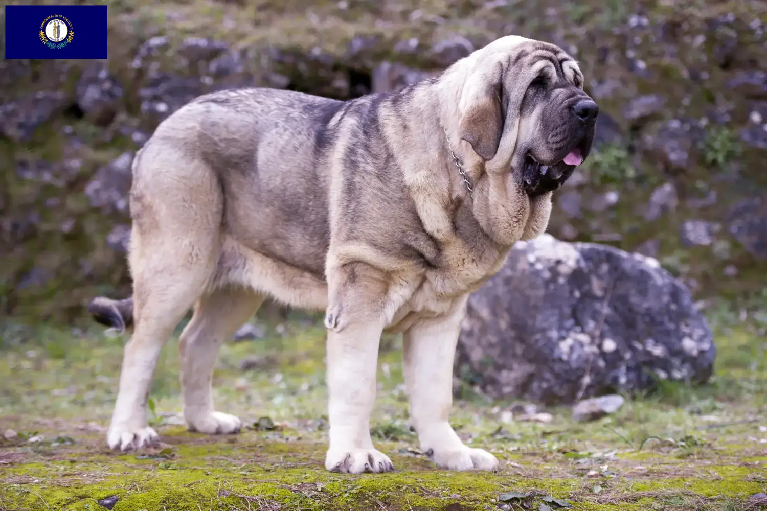 Read more about the article Mastín Español breeders and puppies in Kentucky