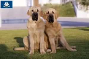 Read more about the article Mastín Español breeders and puppies in Louisiana