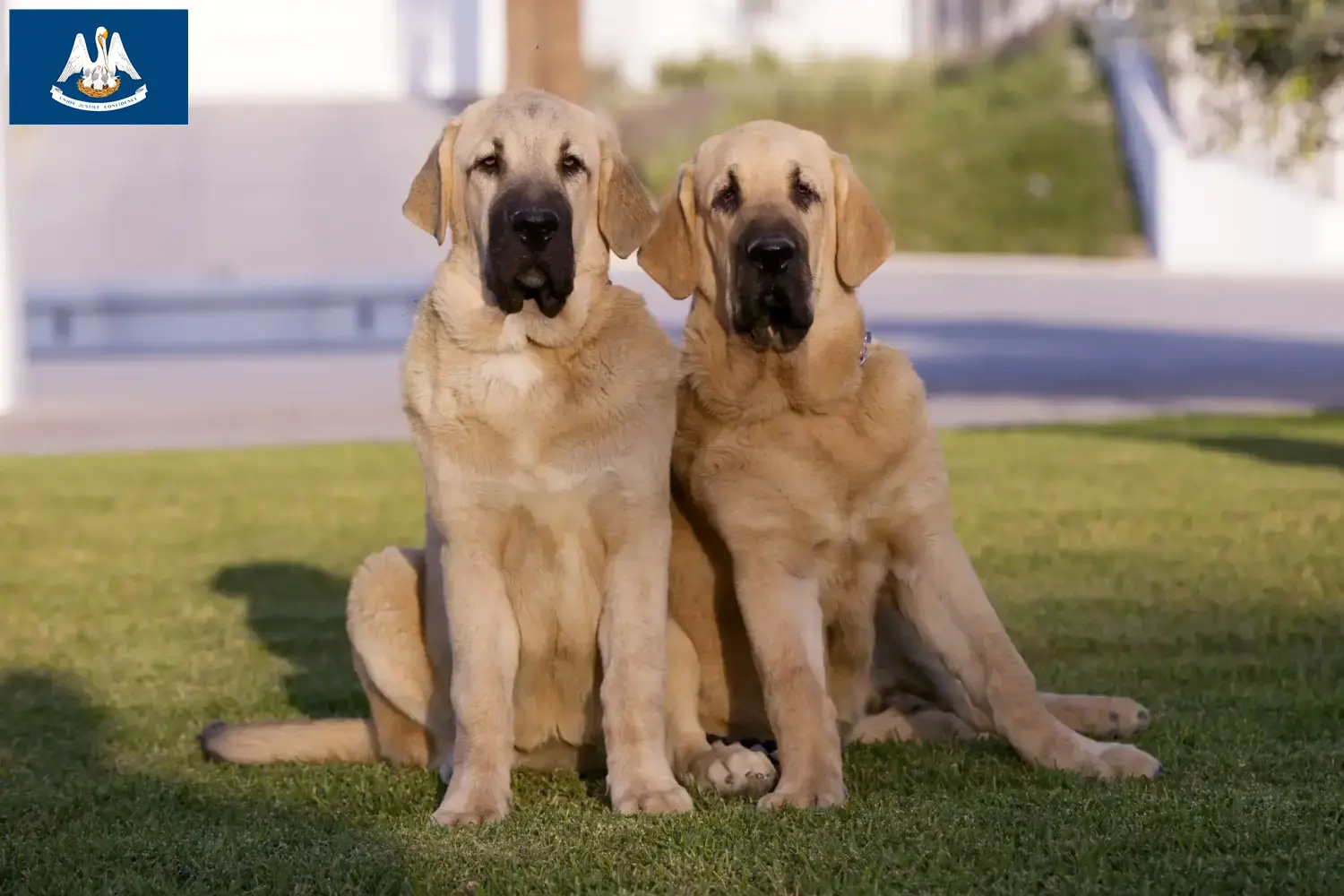 Read more about the article Mastín Español breeders and puppies in Louisiana